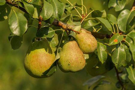 在花园的树上生长成熟的梨, 自然的光照片