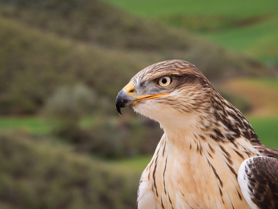 铁的鹰铁鹰猛禽特写肖像照片