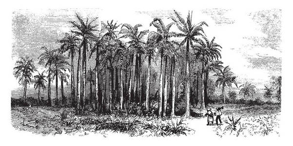 这张图片显示 Roystonea 皇家棕榈 是10种雌雄同株棕榈属。它原产于佛罗里达的热带地区, 毗邻的中南美洲沿岸, 老式