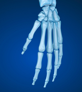 人类的腕关节解剖。医学上准确的 3d 图