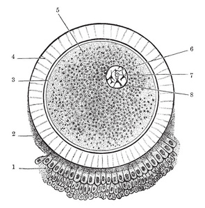 这个插图代表卵子, 复古线画或雕刻插图