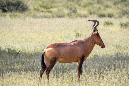 红色麋羚, Alcelaphus buselaphus caama, 卡拉哈里南非