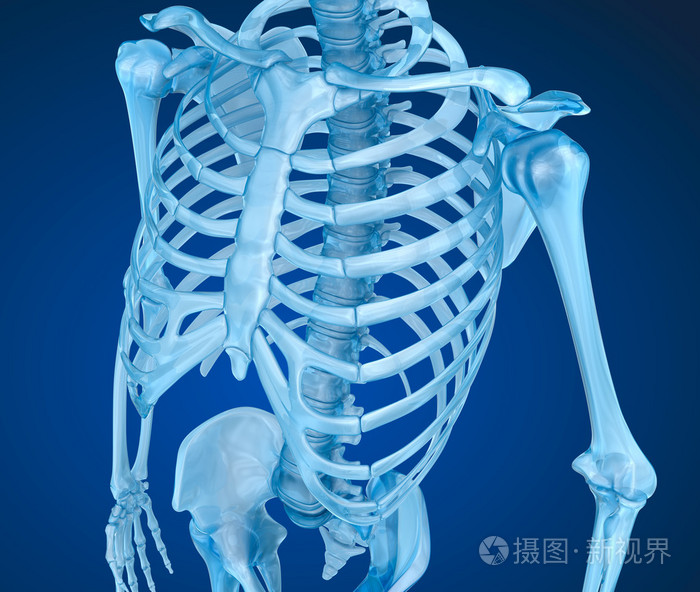 人类的骨骼，丰胸。医学上准确的 3d 图