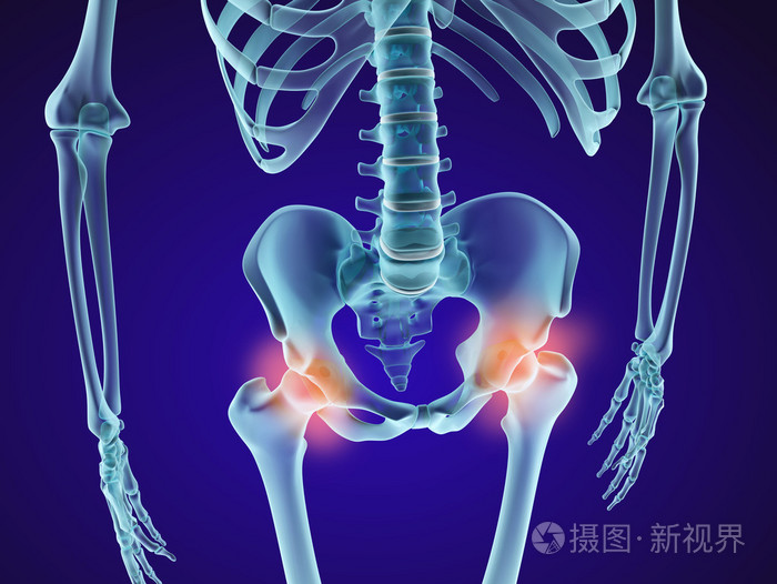 人类的骨骼: 盆骨关节.x 射线视图.医学上准确的 3d 图