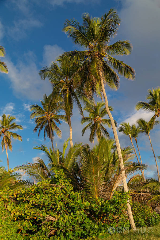 palmtree 在加勒比