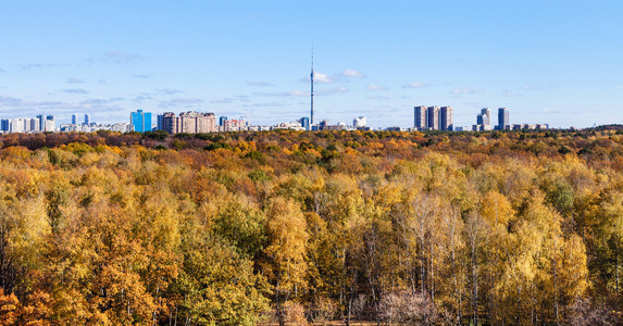 黄色的秋天树林和电视塔的城市