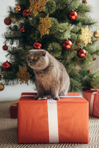 苏格兰折叠猫坐在礼物盒附近圣诞树