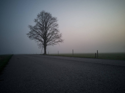 树剪影在清晨, 除了农村公路与厚雾覆盖的背景。带有文本空间的穆迪照片