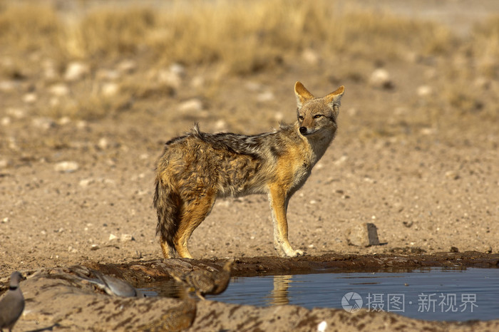 在野生动物园的野生豺狼