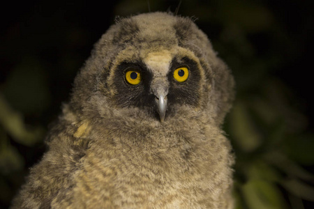 黄色柚子长树上图片