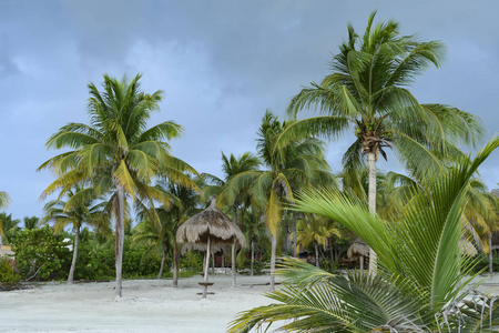 墨西哥加勒比白沙滩上的棕榈树和 palapas