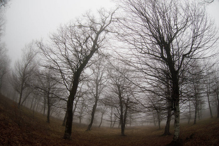 景观与美丽的雾在山上的森林或足迹通过一个神秘的冬季森林与秋天的叶子在地上。通过冬季森林的道路。神奇的气氛。阿塞拜疆自然