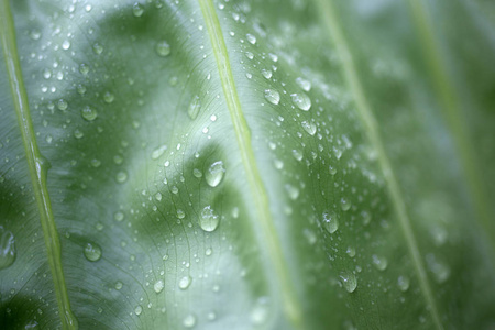 绿色的叶子上的雨滴