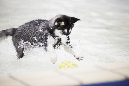 赫斯基狗小狗在游泳池图片