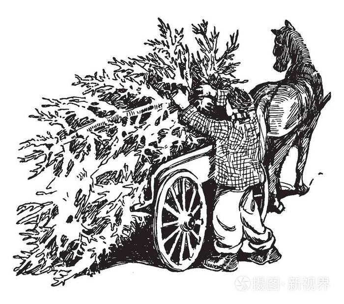 老式线条画或雕刻插图装载松树