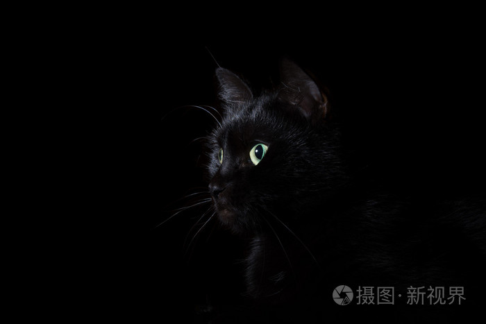 国内黑猫