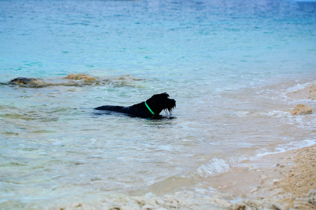 在蓝色的大海中游泳的狗