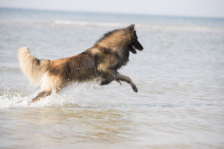 狗，比利时牧羊犬 Tervuren，在海洋中运行