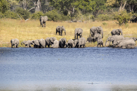 一群非洲大象从马蹄, Bwabwata, 博茨瓦纳喝。