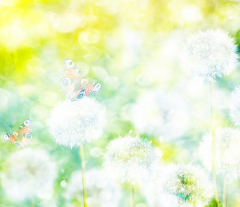 蓬松的蒲公英花，春天风景背景