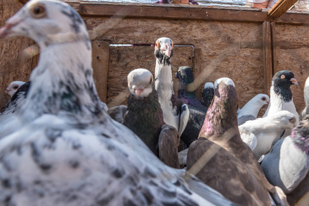 在土耳其伊斯坦布尔的鸽子集市上, 活鸽子留在笼子里展出出售。