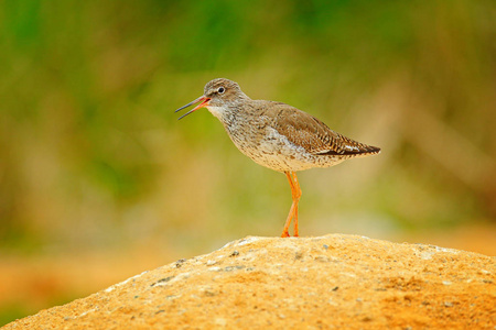 redshank 站立在沙子山以开放嘴在绿色背景上