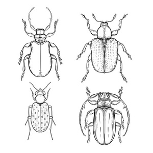 手工绘制的古董风格的 bug。甲虫向量例证被隔绝在白色背景。复古纹身设计, 占星术, 炼金术, 魔术符号