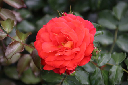 荷兰 Boskoop 公共 rosarium 中玫瑰型 Gebruder 格林的特写