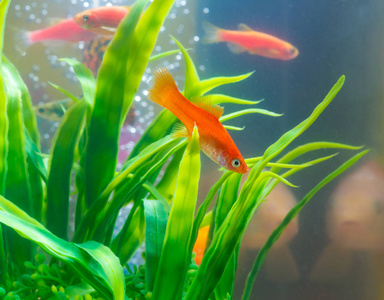 生活水族馆图片