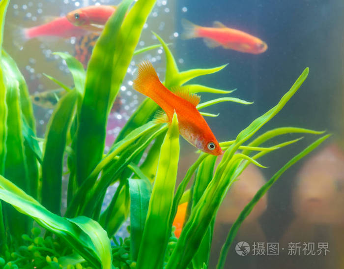小红鱼与绿色植物在鱼缸或水族馆水下生活概念