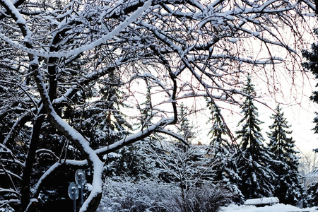 裸冬冬天树裸雪下照片