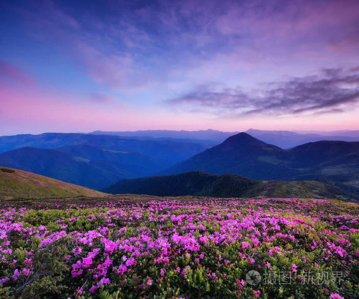 山在花开花和日出.山上的花朵.美丽的自然景观在夏季的时候.自然背景