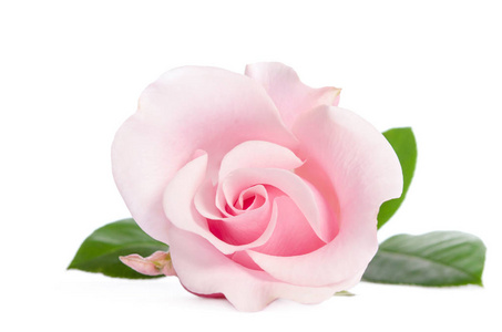 单芽的孤立的白色背景上的粉红玫瑰