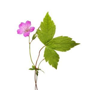 Cranesbill 天竺葵花和叶子与白色隔绝