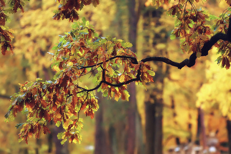 秋天叶子背景或黄色叶子在秋天公园树分支与下落的叶子。模糊的背景概念秋天。印度的夏天。树的树枝上覆盖着橘色的叶子
