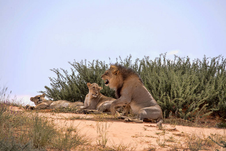 狮子家族, 虎狮子座, 喀拉哈拉南非