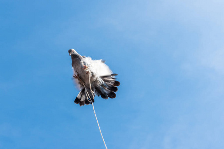 一只鸽子飞过蓝色干净的背景, 脚上绑着绳子. 没有自由的概念