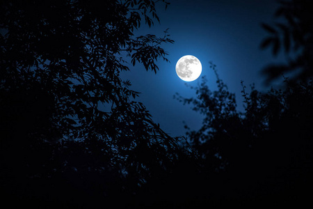 月亮枫叶夜晚的图片图片