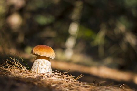 太阳光线下的小临菇蘑菇