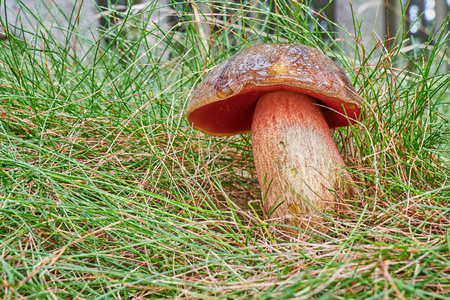 Neoboletus luridiformis 被称为牛 luridiformis食用菌。真菌在自然环境中。英语 斑点茎 b