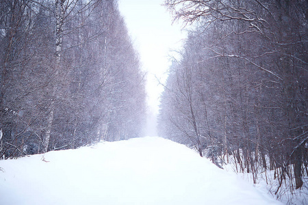 雾冬景观, 降雪和森林, 寒冷的季节性天气