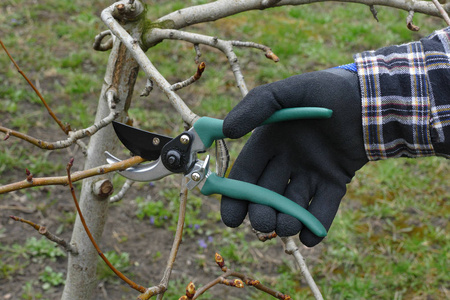 在果园修剪苹果树, 手和工具特写