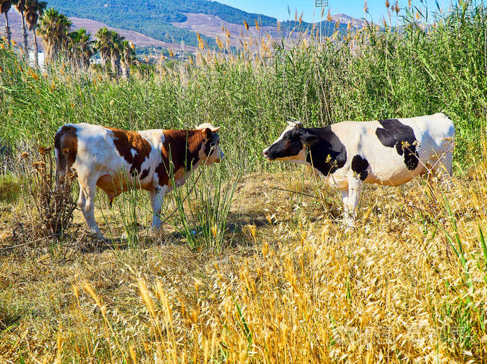 两头牛在地中海草原上放牧