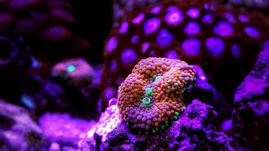 Ricordea 蘑菇珊瑚, 其中最美丽的蘑菇珊瑚为盐水礁水族馆坦克