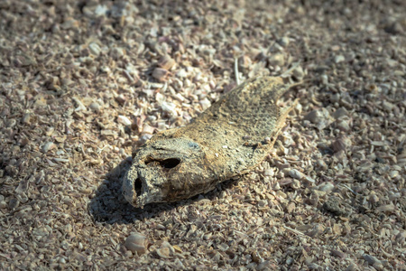 在加利福尼亚州的野生动物死鱼腐烂的躺在地面覆盖着fishbones在沙顿