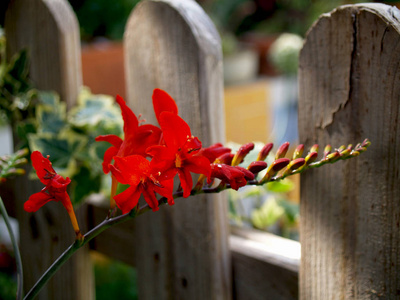 红 crocosmia 路西法花在花园的木栅栏上