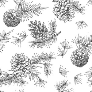 松树的种子图片-松树的种子素材-松树的种子插画-摄图新视界
