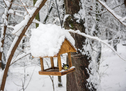 大山雀坐在进纸器盖雪冬林