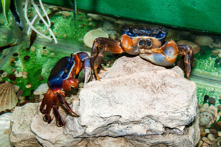 彩虹蟹或价值试验照片