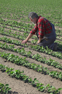 农民或农艺师在田间春季考察大豆植株